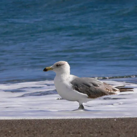 아파트 Sunrise Directly At The Sea La Mareta